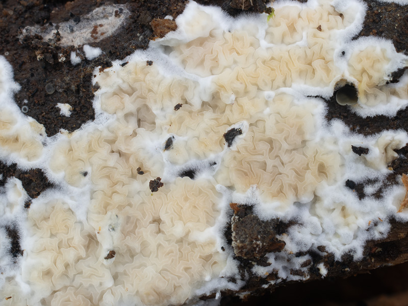 Leucogyrophana sororia Leucogyrophana sororia